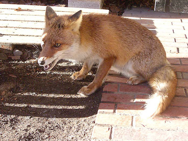 �Z���^�[�n�E�X�ɖ�������ł����L�c�l�E����18�N1��25���@��