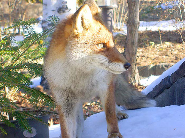 �Z���^�[�n�E�X�ɖ�������ł����L�c�l�E����18�N1��25���@��