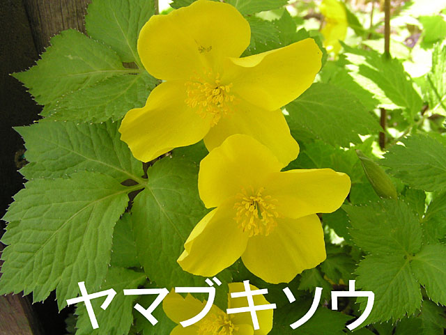 5̉ԁA}uL\E